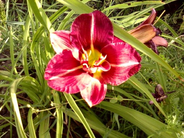 [Foto de planta, jardin, jardineria]