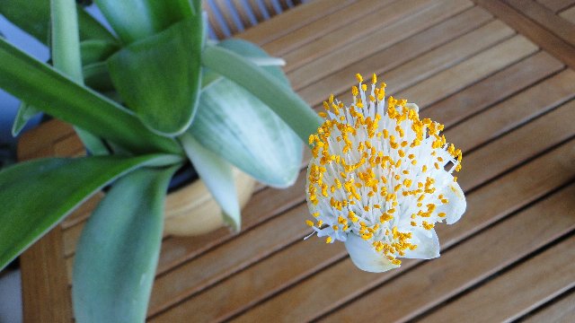 [Foto de planta, jardin, jardineria]