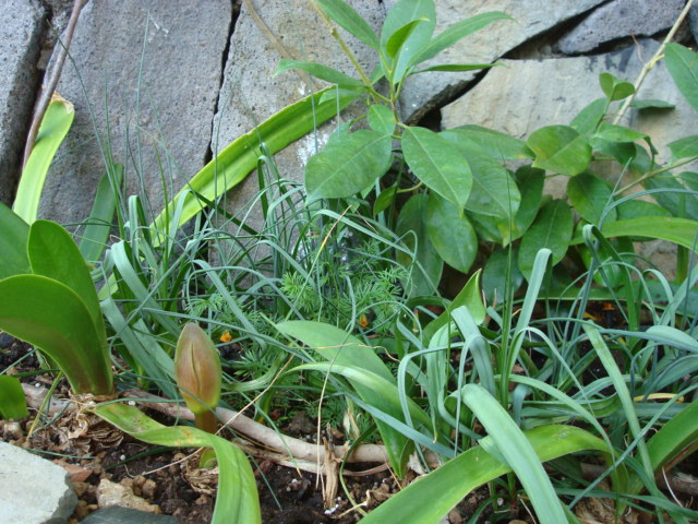 [Foto de planta, jardin, jardineria]