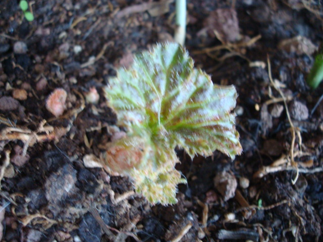 [Foto de planta, jardin, jardineria]