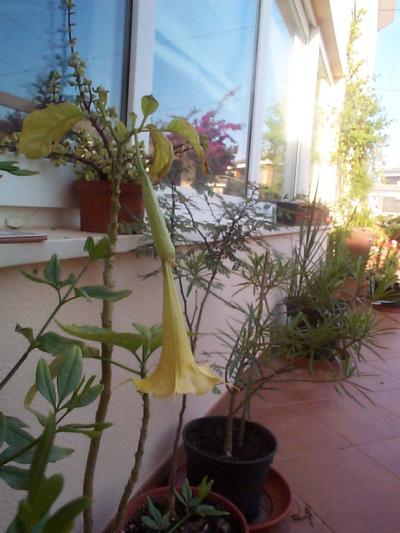 [Foto de planta, jardin, jardineria]