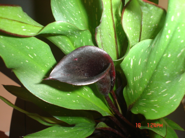 [Foto de planta, jardin, jardineria]