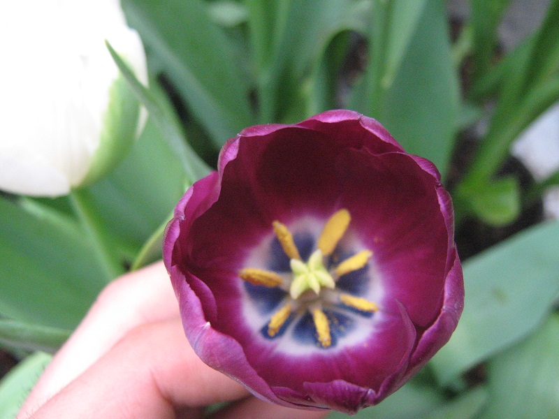 [Foto de planta, jardin, jardineria]