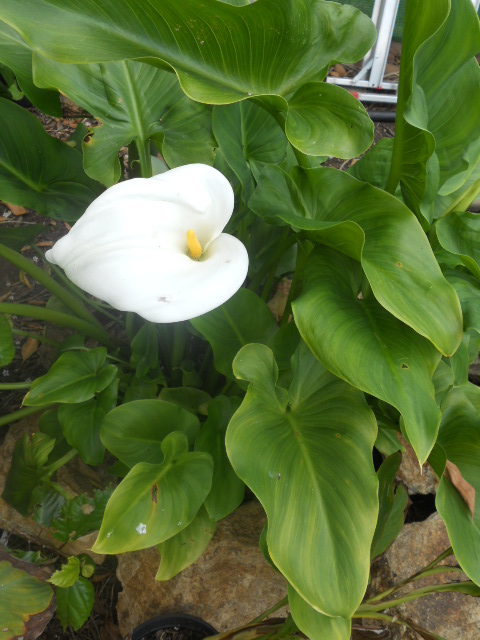 [Foto de planta, jardin, jardineria]