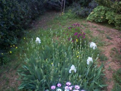 [Foto de planta, jardin, jardineria]