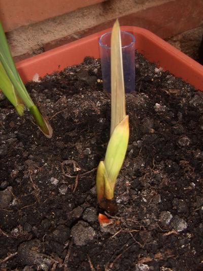[Foto de planta, jardin, jardineria]