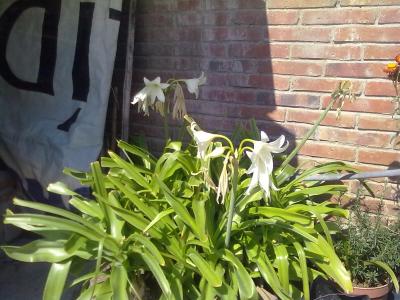 [Foto de planta, jardin, jardineria]