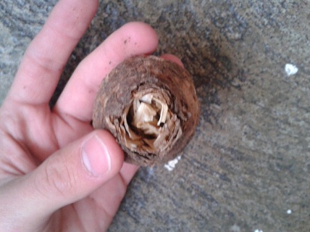 [Foto de planta, jardin, jardineria]