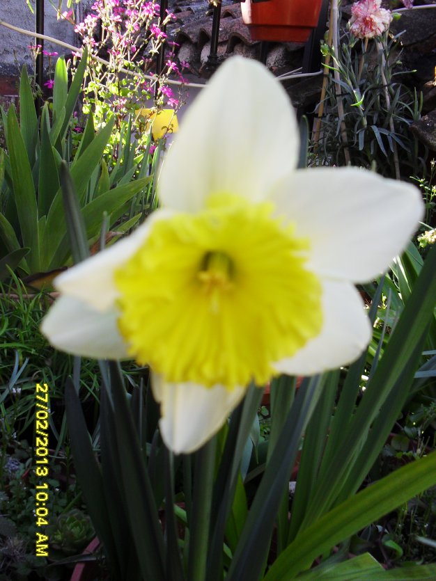 [Foto de planta, jardin, jardineria]