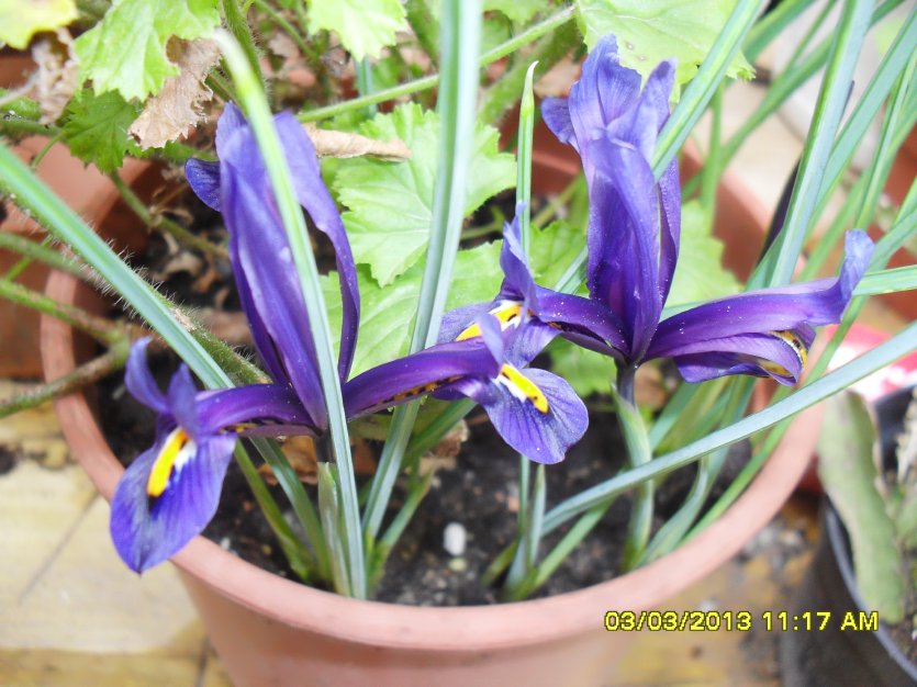 [Foto de planta, jardin, jardineria]