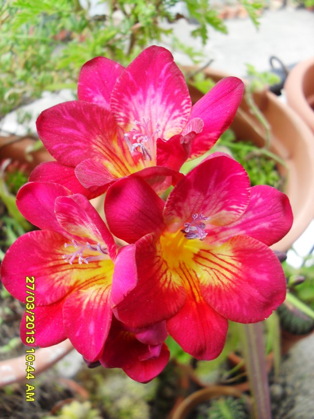 [Foto de planta, jardin, jardineria]
