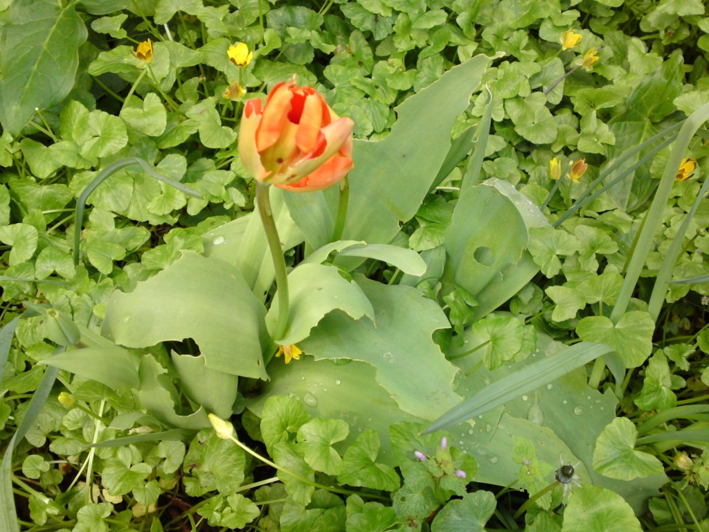 [Foto de planta, jardin, jardineria]