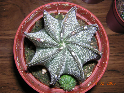[Foto de planta, jardin, jardineria]