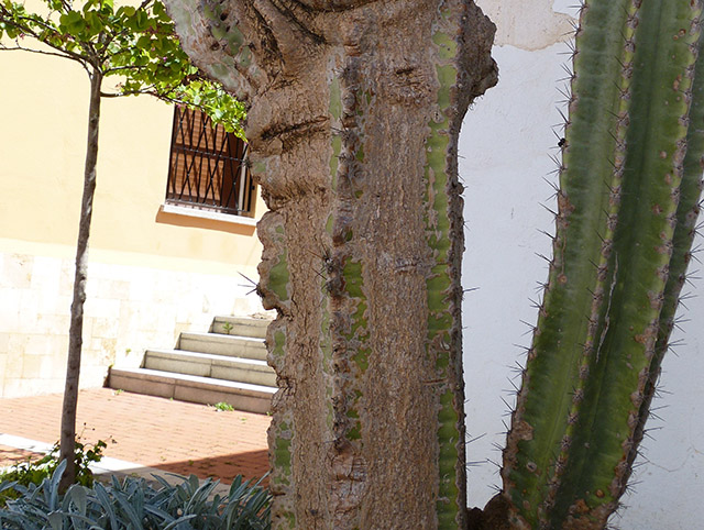 [Foto de planta, jardin, jardineria]