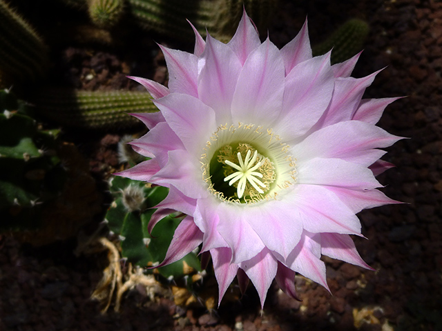 [Foto de planta, jardin, jardineria]