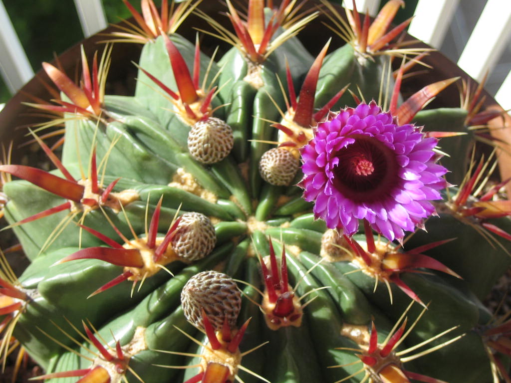 [Foto de planta, jardin, jardineria]