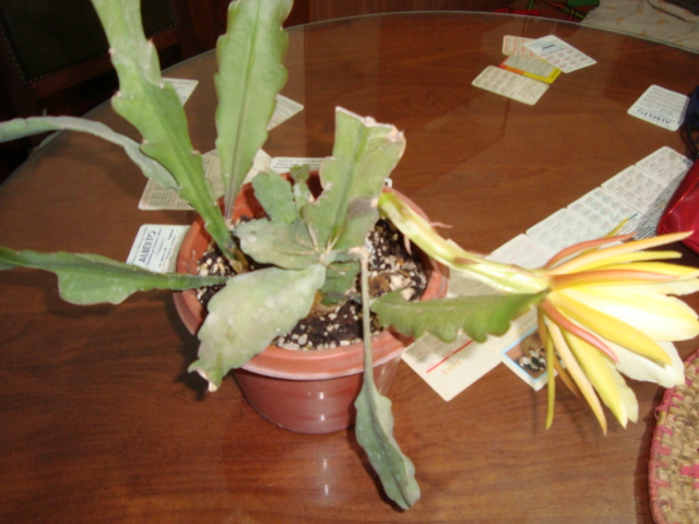 [Foto de planta, jardin, jardineria]