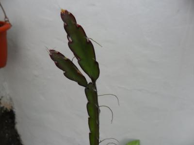 [Foto de planta, jardin, jardineria]
