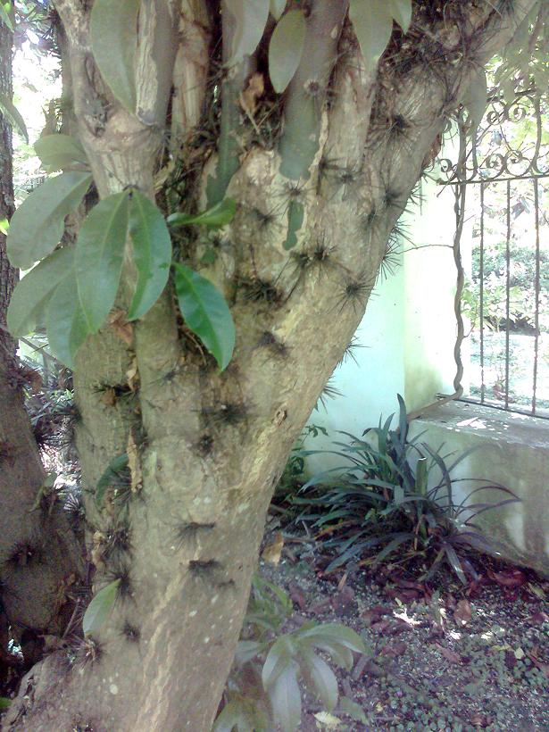 [Foto de planta, jardin, jardineria]