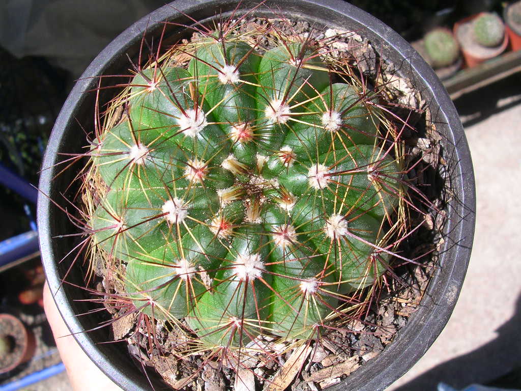 [Foto de planta, jardin, jardineria]