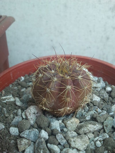 [Foto de planta, jardin, jardineria]
