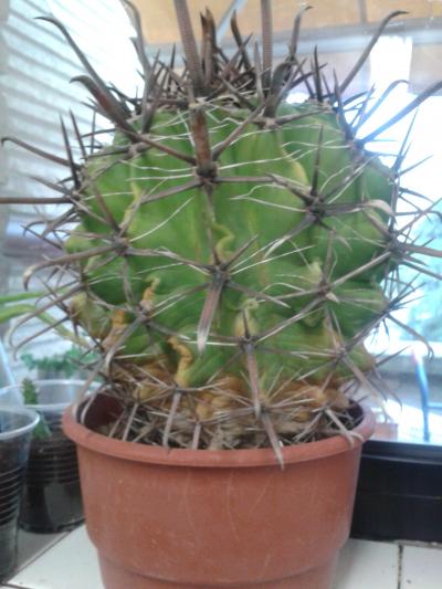 [Foto de planta, jardin, jardineria]