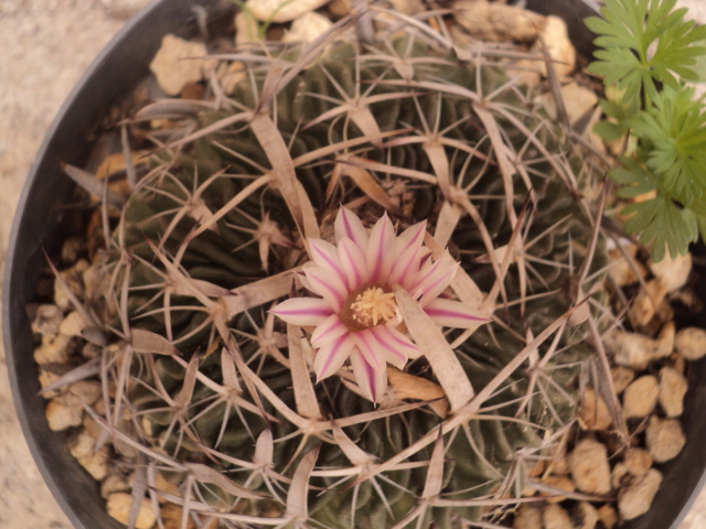 [Foto de planta, jardin, jardineria]