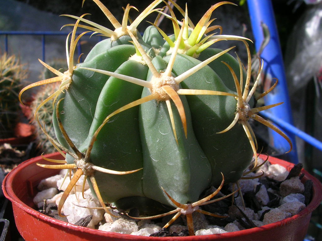 [Foto de planta, jardin, jardineria]