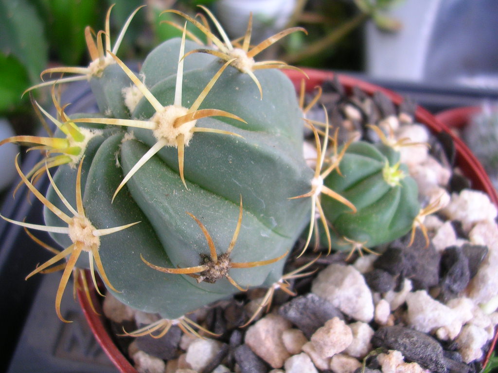 [Foto de planta, jardin, jardineria]