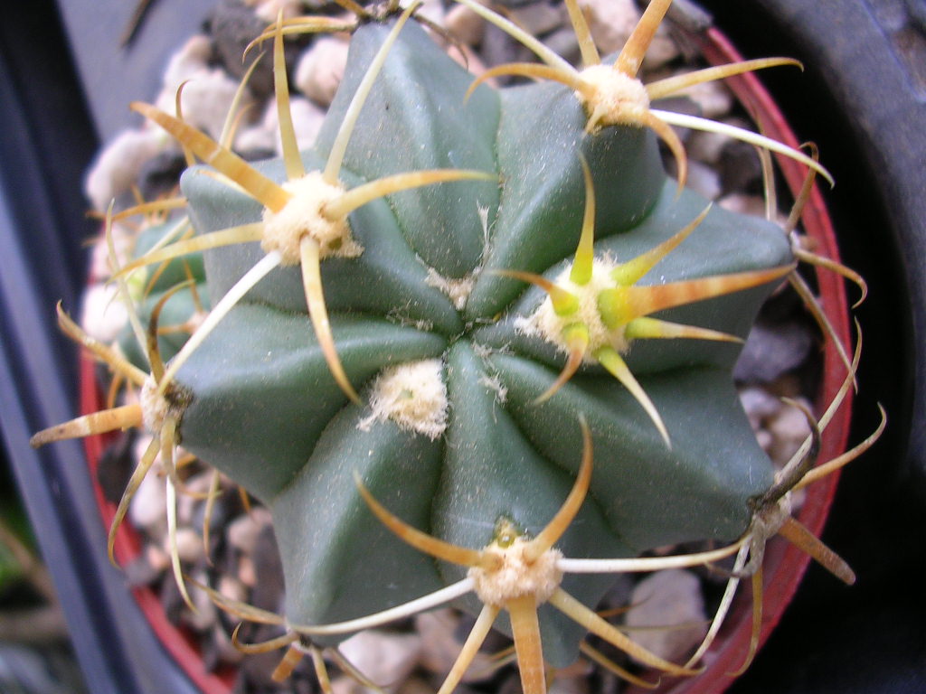 [Foto de planta, jardin, jardineria]
