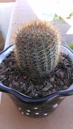 [Foto de planta, jardin, jardineria]