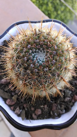 [Foto de planta, jardin, jardineria]