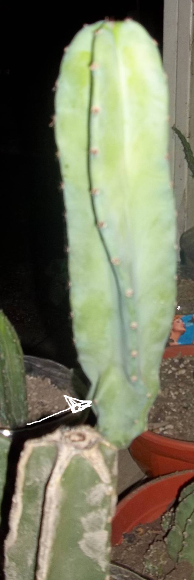 [Foto de planta, jardin, jardineria]