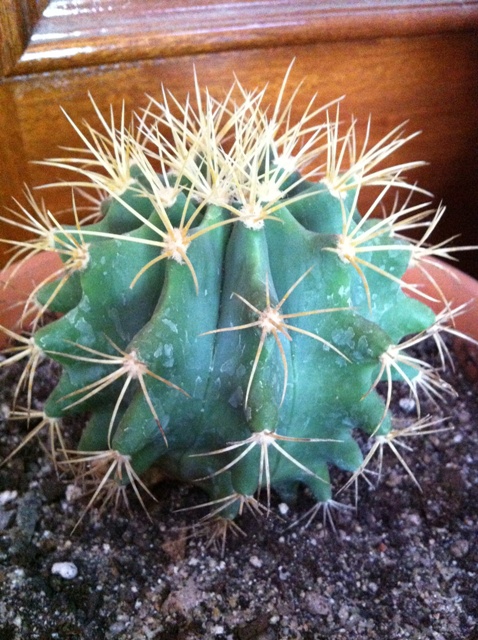 [Foto de planta, jardin, jardineria]