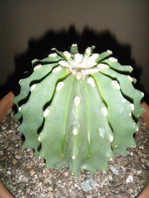 [Foto de planta, jardin, jardineria]