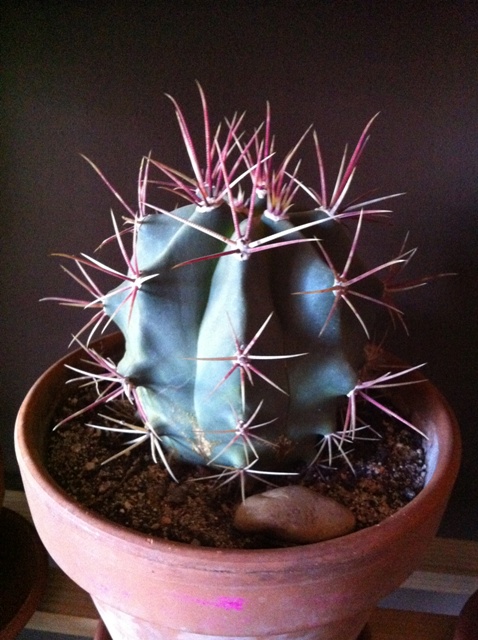 [Foto de planta, jardin, jardineria]