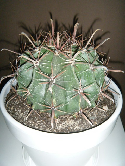 [Foto de planta, jardin, jardineria]