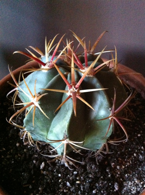 [Foto de planta, jardin, jardineria]