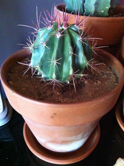 [Foto de planta, jardin, jardineria]