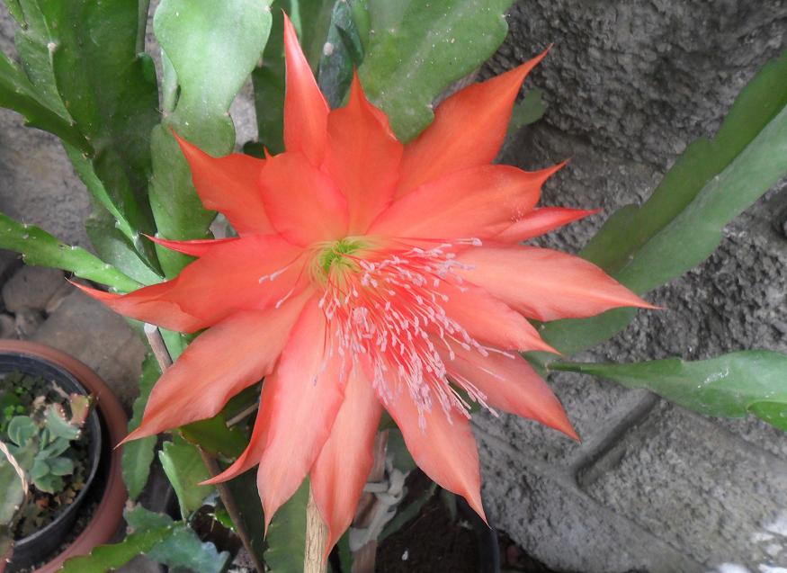 [Foto de planta, jardin, jardineria]