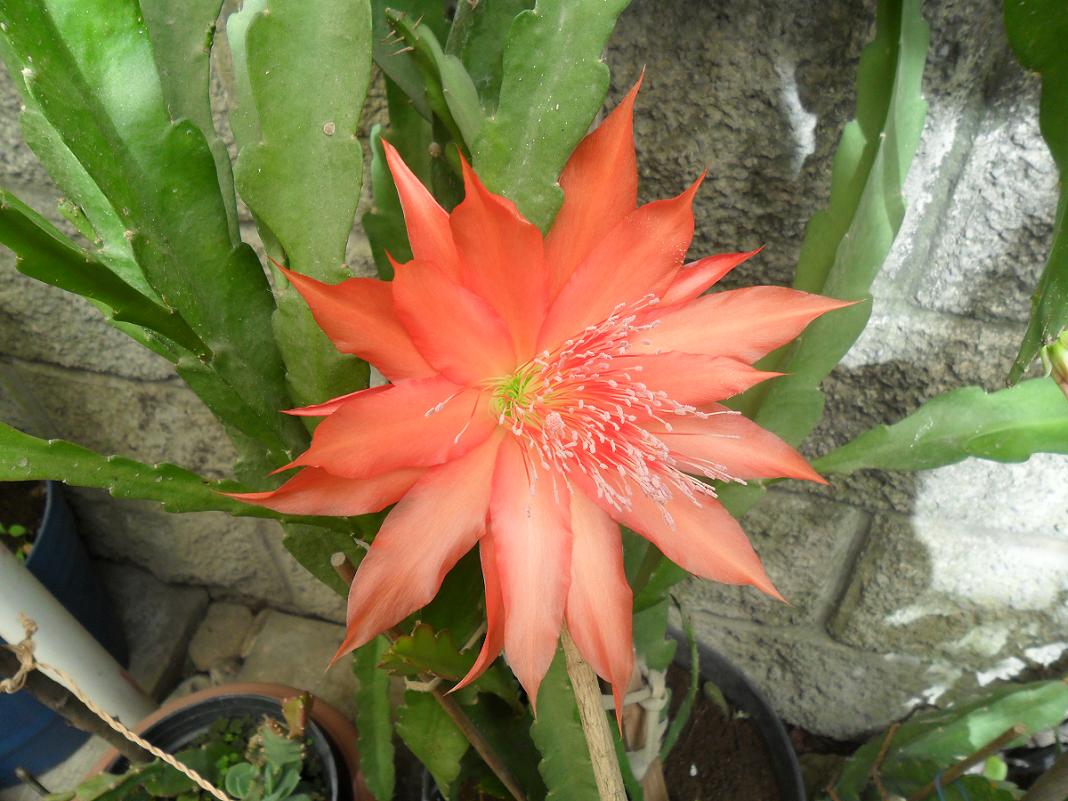 [Foto de planta, jardin, jardineria]
