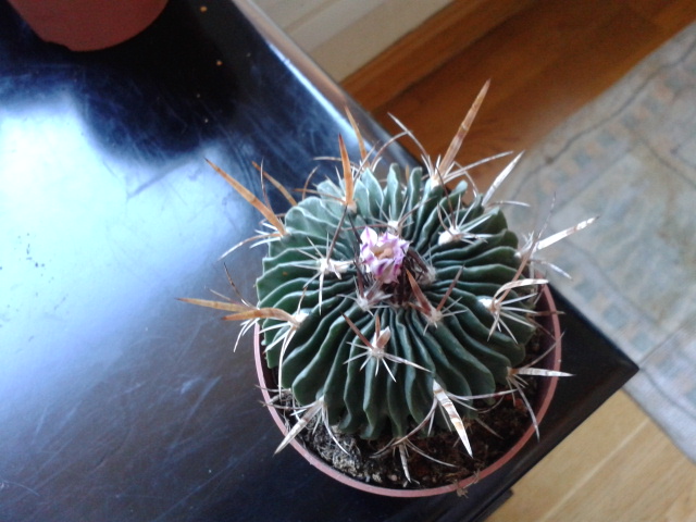 [Foto de planta, jardin, jardineria]