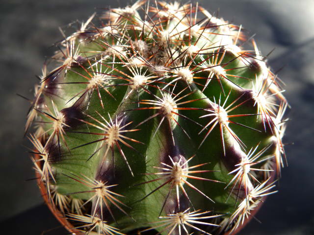 [Foto de planta, jardin, jardineria]