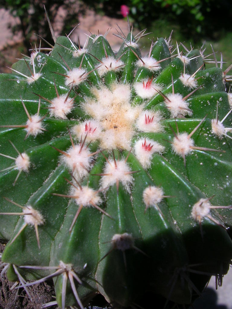 [Foto de planta, jardin, jardineria]