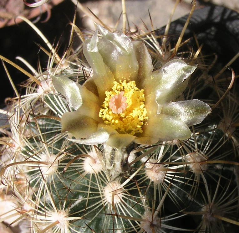 [Foto de planta, jardin, jardineria]