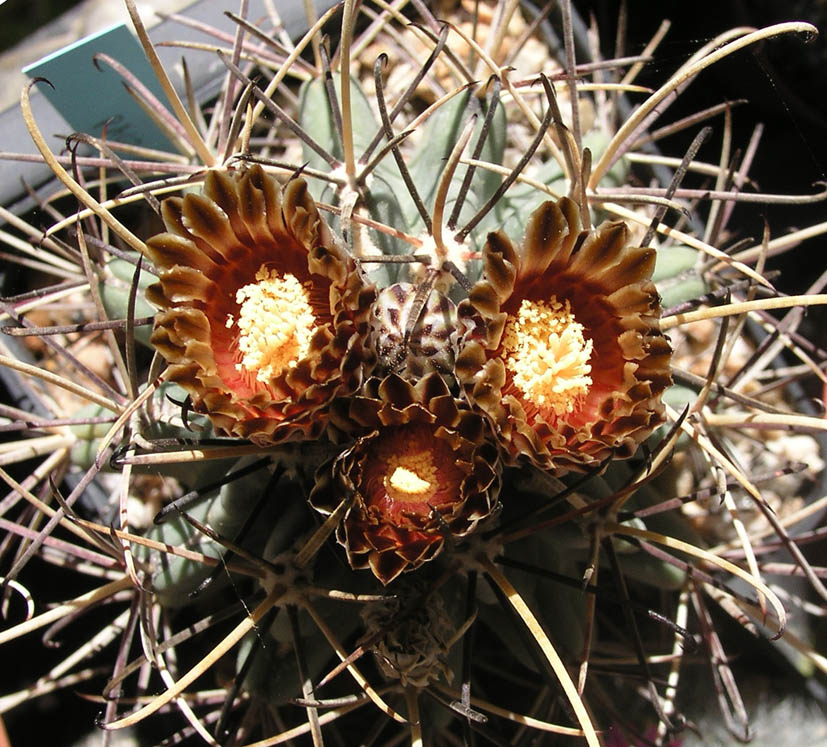 [Foto de planta, jardin, jardineria]