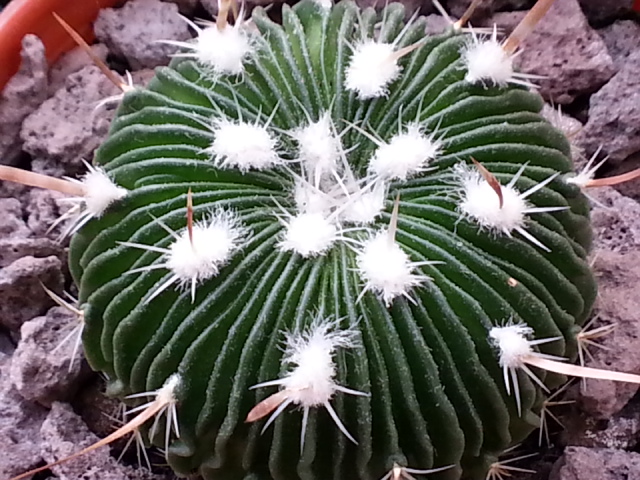 [Foto de planta, jardin, jardineria]