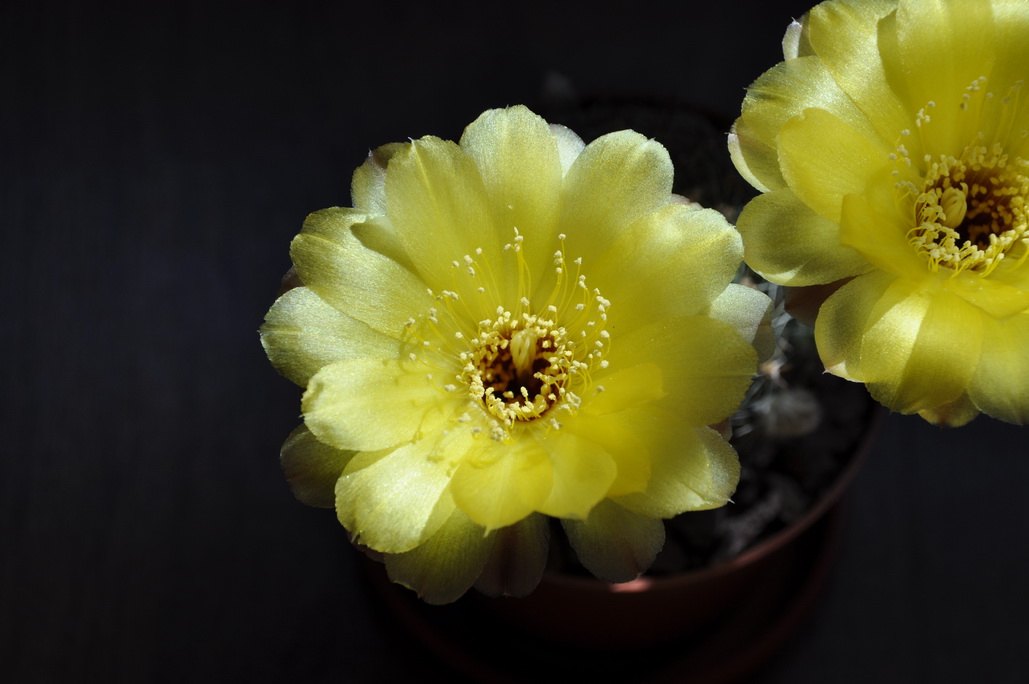 [Foto de planta, jardin, jardineria]