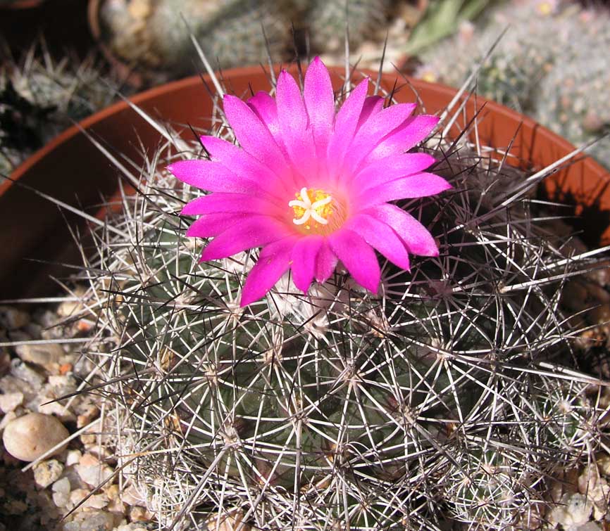 [Foto de planta, jardin, jardineria]