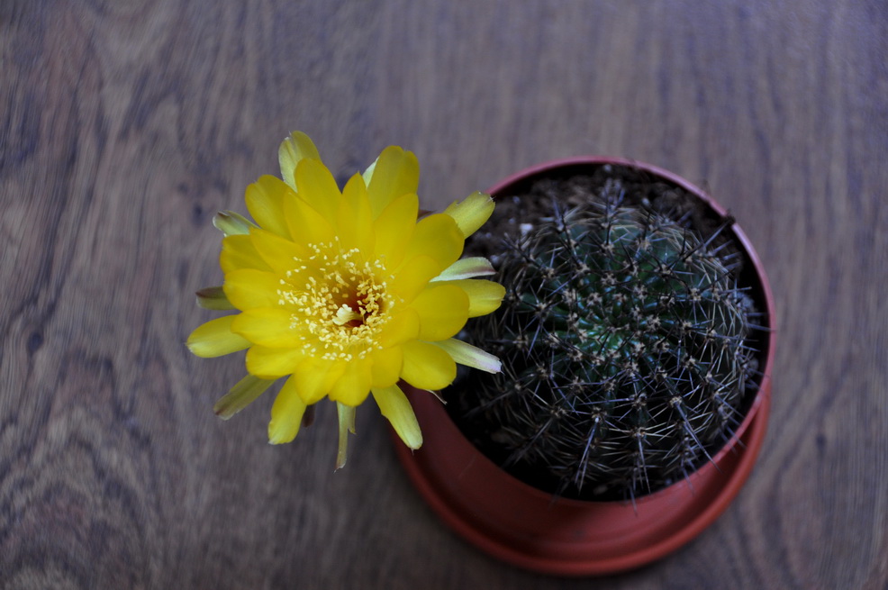 [Foto de planta, jardin, jardineria]